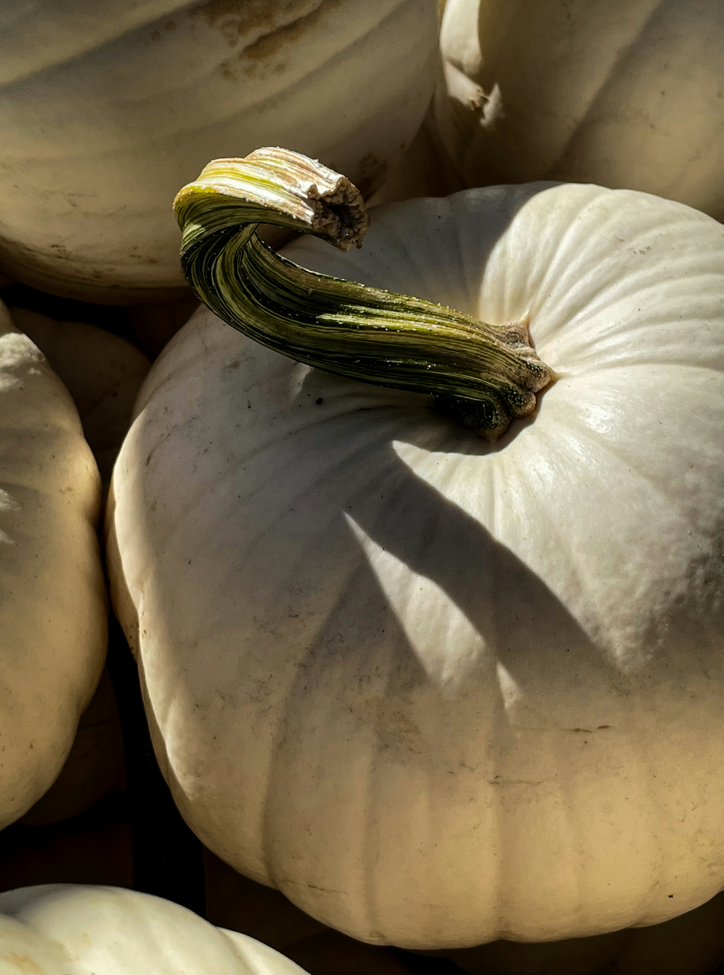 Elegant White Pumpkin 100 ml Reed Diffuser