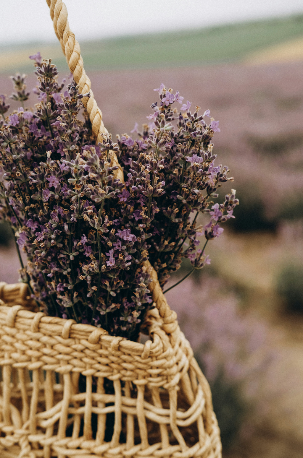 Elegant Cedar & Lavender 100 ml Reed Diffuser