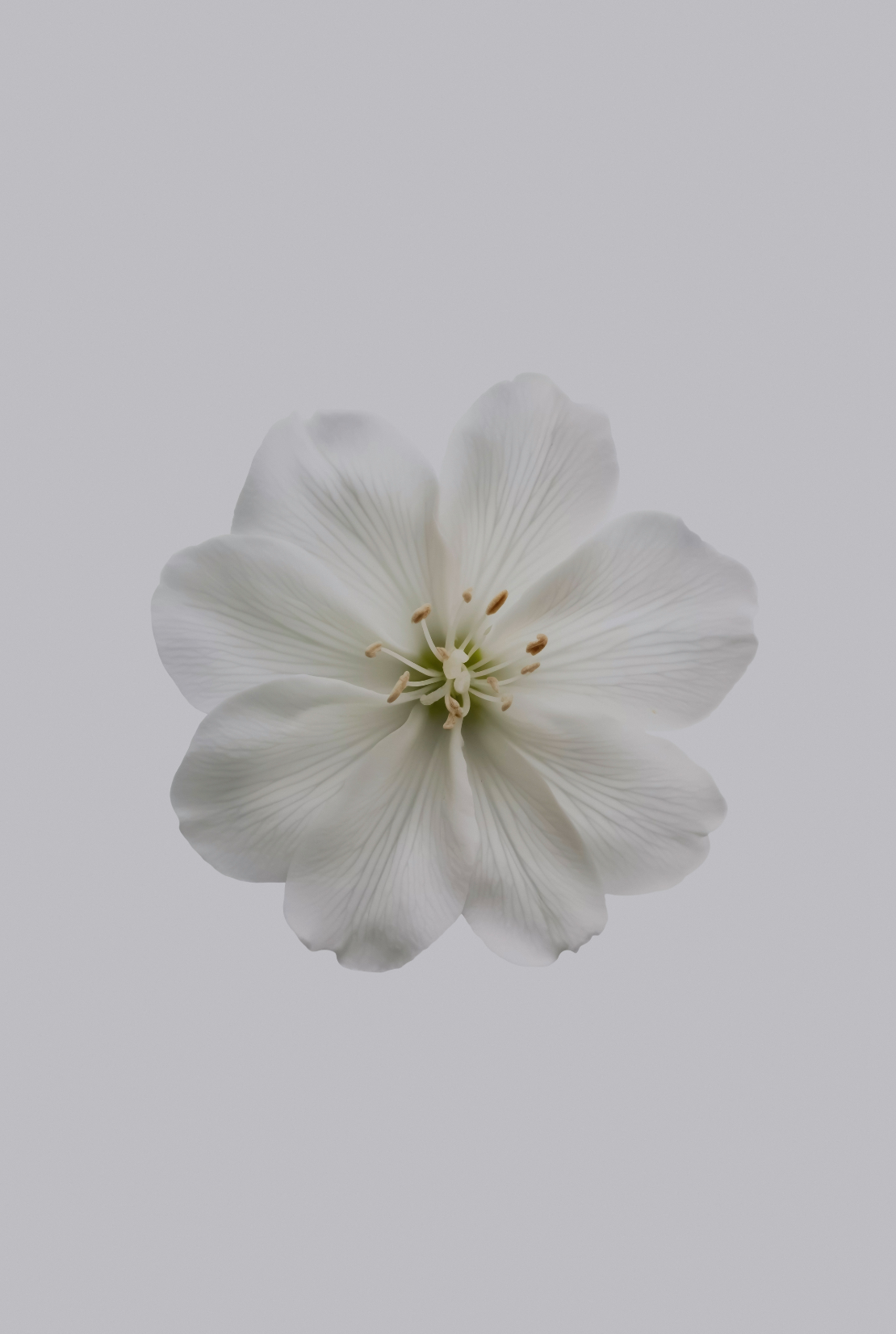 Signature Fresh Jasmine 12 oz scented candle