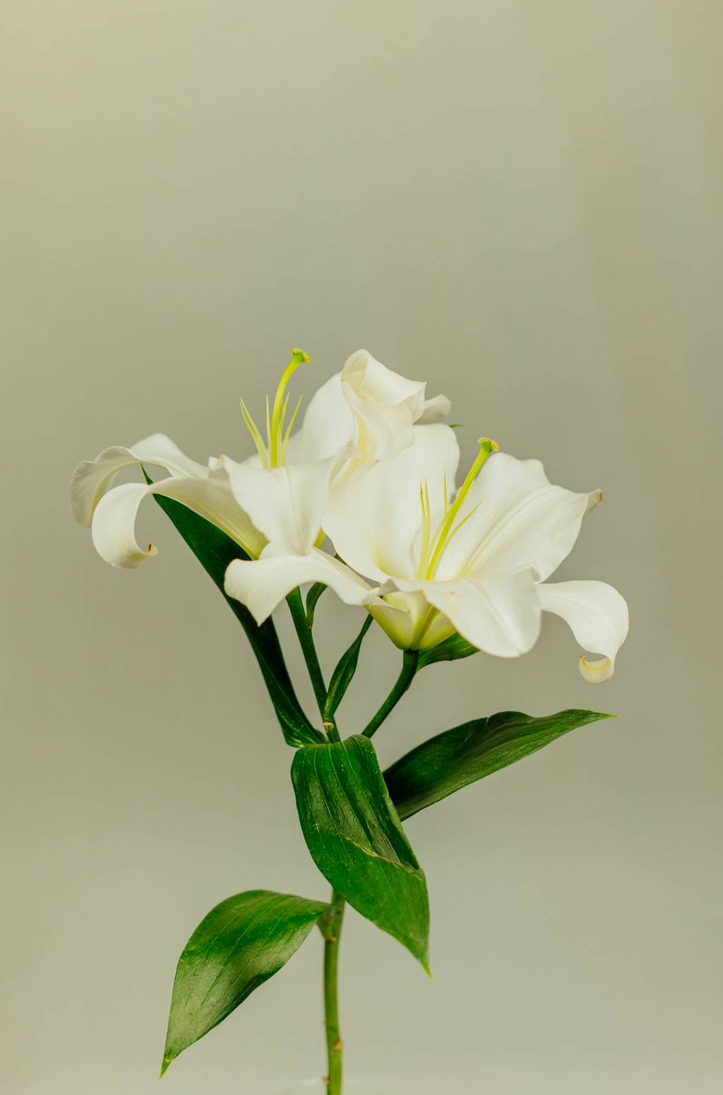 Signature Gardenia 11 oz scented candle
