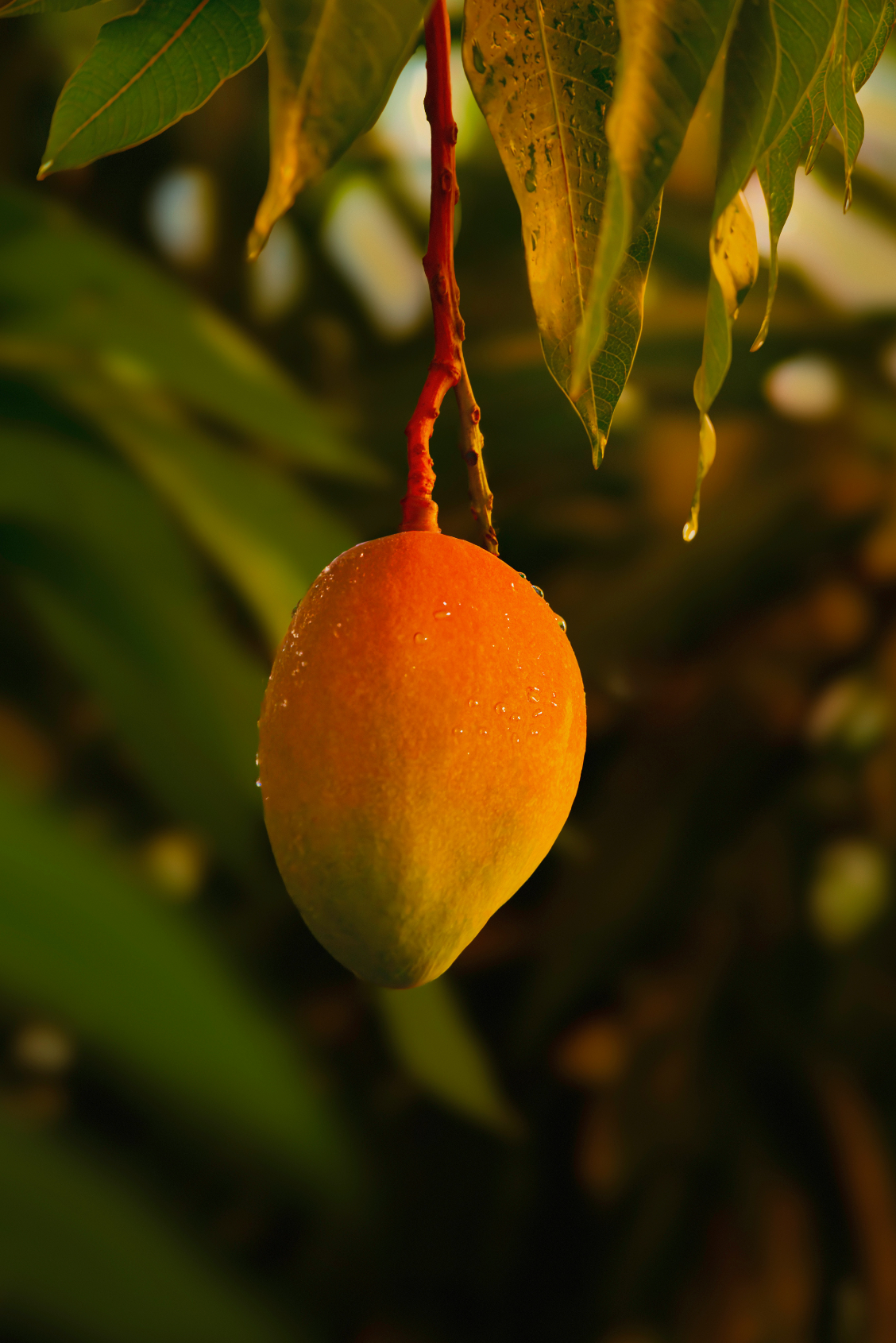 Beautiful Guava Mango 16.9 oz Whipped Body Butter