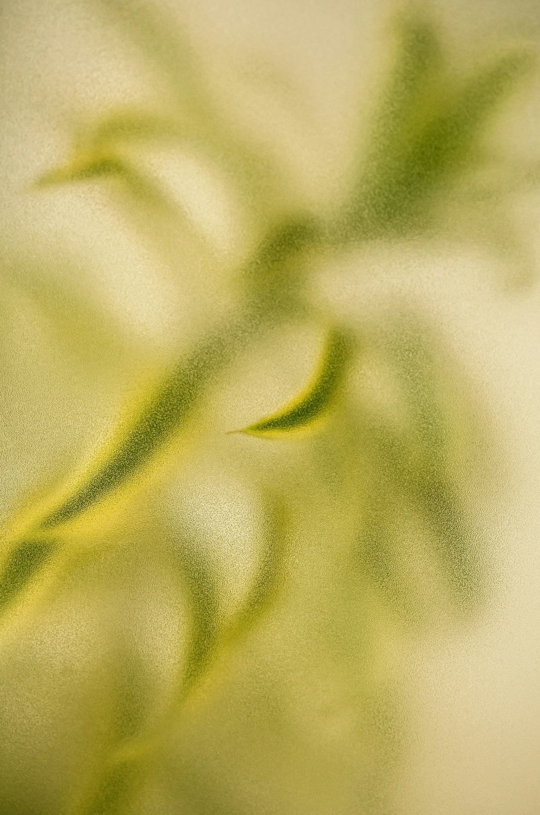 Signature Lemongrass 12 oz scented candle