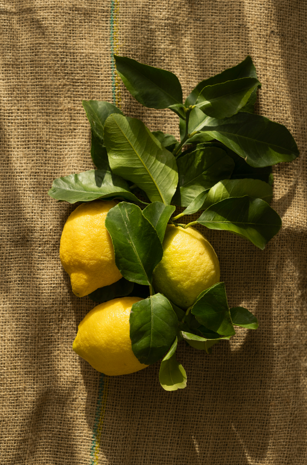 Signature Olive & Lemon 10 oz scented candle