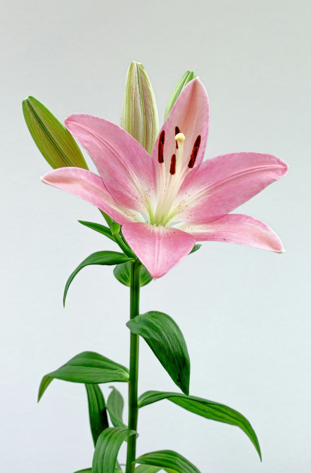 Beautiful Peony & Lily 100 ml Eau de Toilette