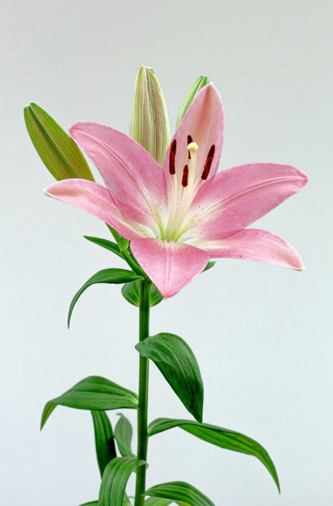 Beautiful Peony & Lily 100 ml Eau de Toilette
