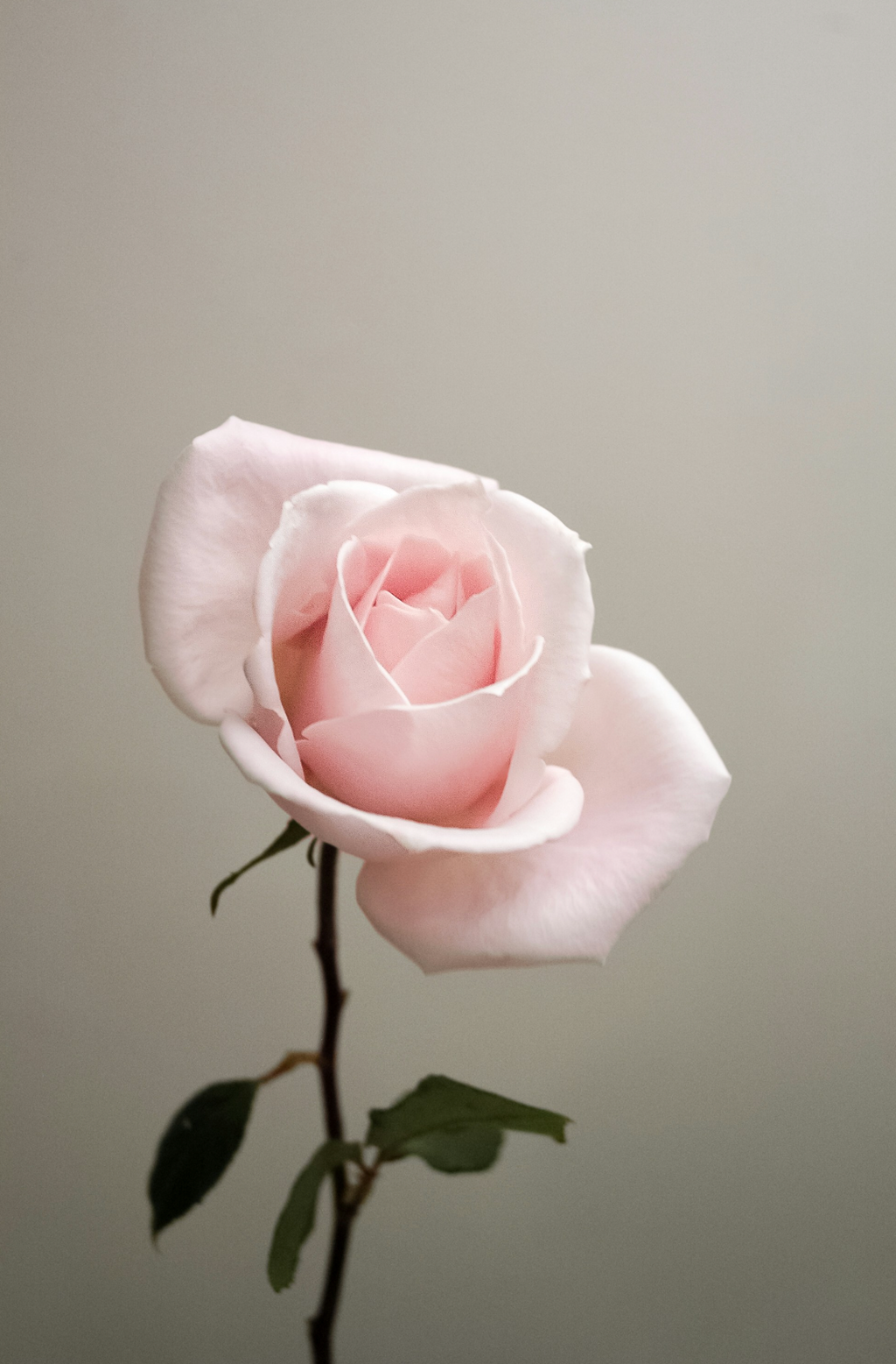 Luxurious Sweet Rose 50 ml Perfume Oil Dropper