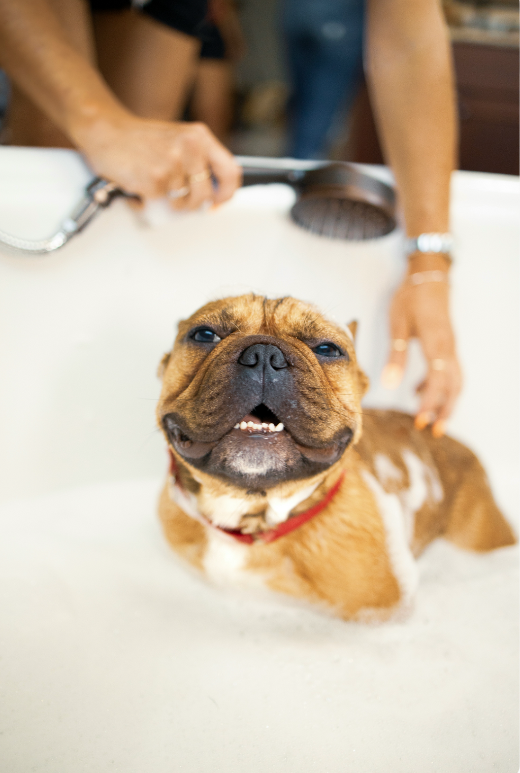 Beautiful Sand + Paws Pet Shampoo & Conditioner - Coconut & Lavender