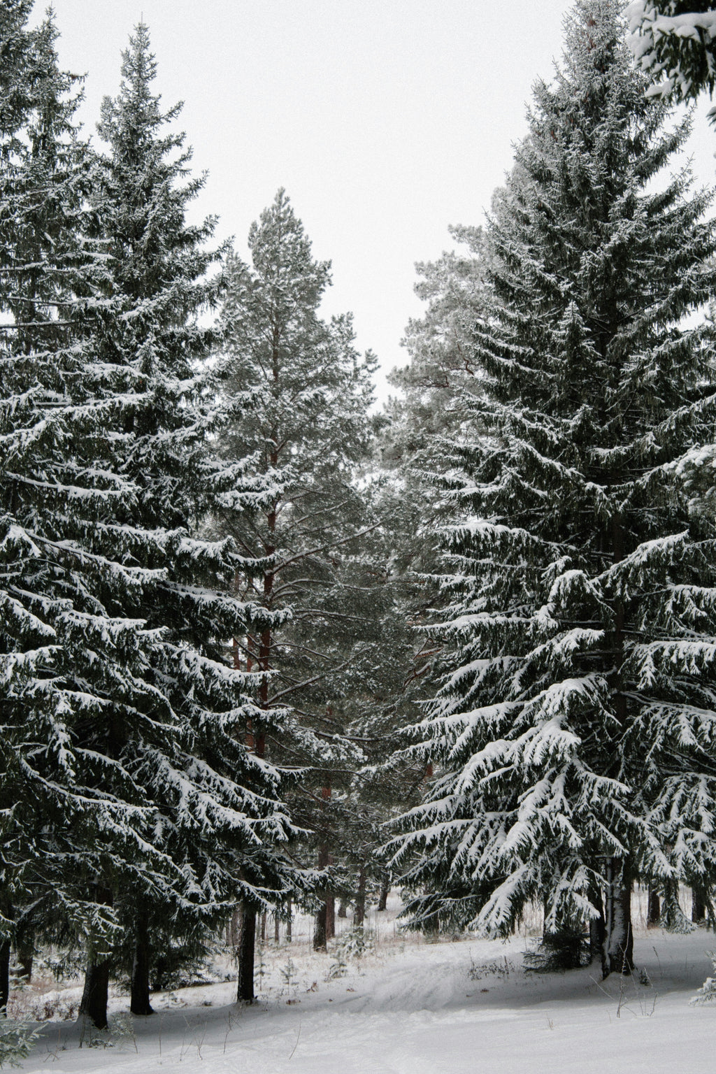 Signature Winter Pine 12 oz scented candle